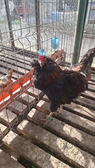 Araucana  potarnichiu salbatic 1+2 din  2025