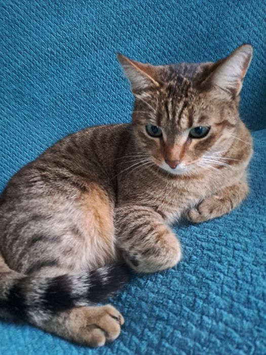 Хочу здать кошку домашнюю