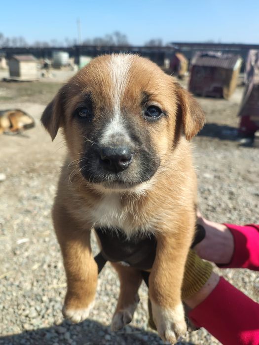 Большой выбор щенков Дворянины