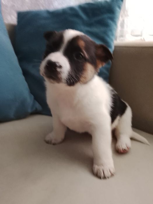 Щенятки Дворянины выбор большой