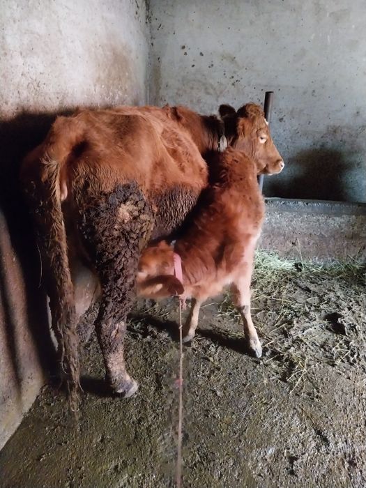 Vacă cu vițică de vânzare