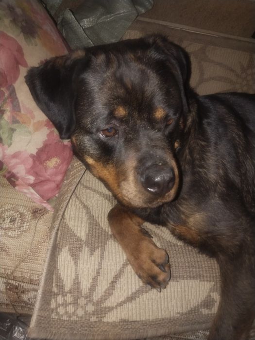 Ротвейлер   щенок