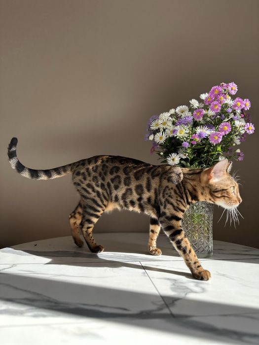 Бенгальские котята