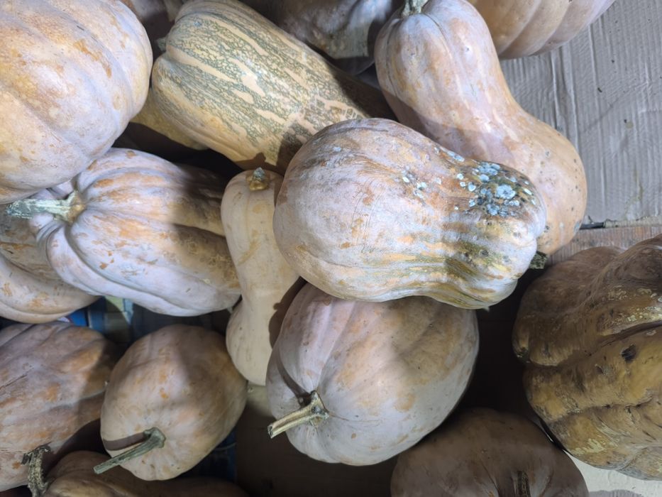 Тыква для скота. 70тг  .