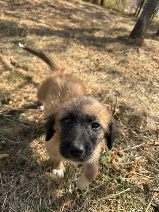 Cățeluși adorabili își caută o familie!