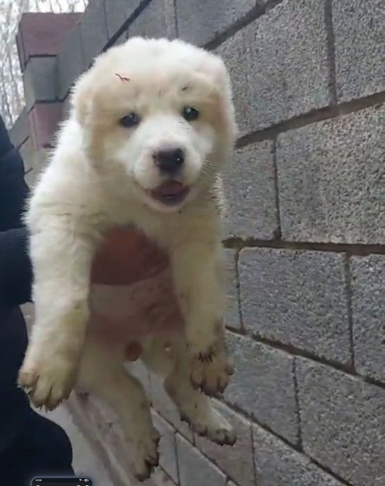 Сабака еркек кушык