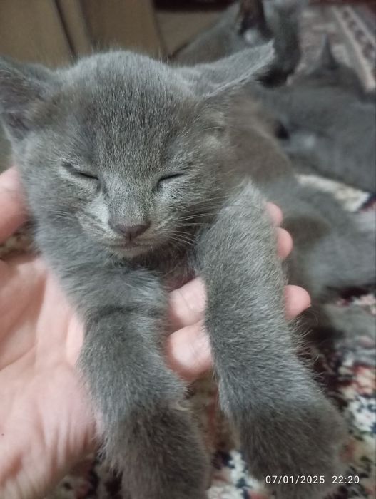 Ikki joja qora yigitning eshagini yalaydi