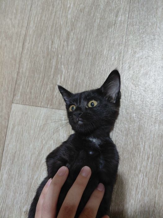 Британская короткошерстная