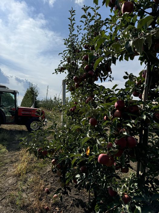 Mere de vînzare diferite soiuri