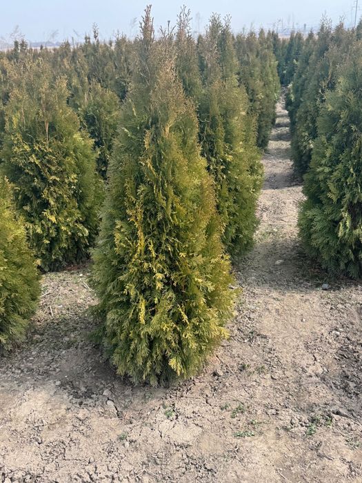 Туя Смаграгд 150-160 см