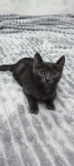 2 кошечки, серенькие