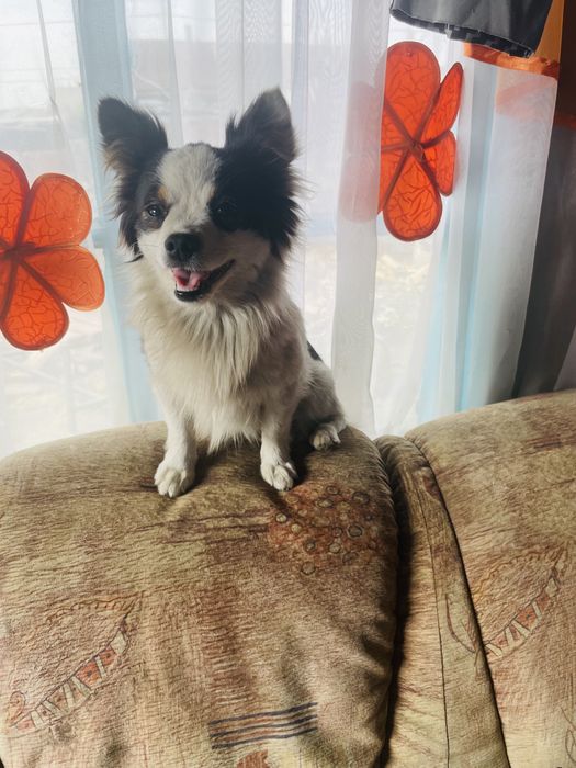 Пропала собака , пинчер , кабель