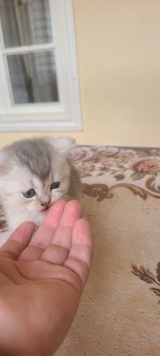 Serebritskiy shinshila mushugimiz sotiladi