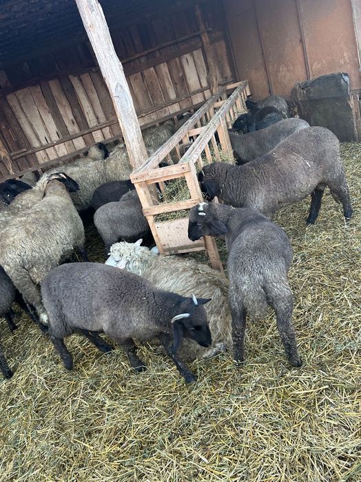 Oi si miei de vânzare