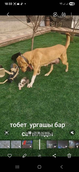 Сабаки девочки тобет