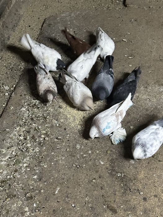 Продам голубей разных пород