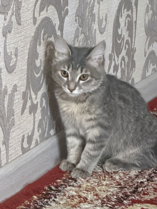 Кошка 5-6 месяцев