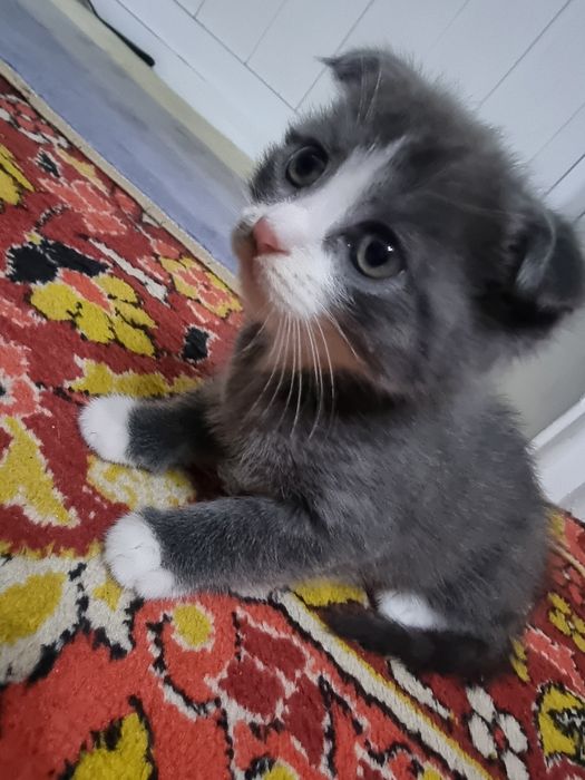 Выслоухий котенок