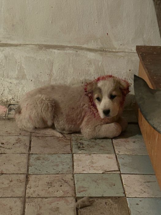 Продаются щенки алабай