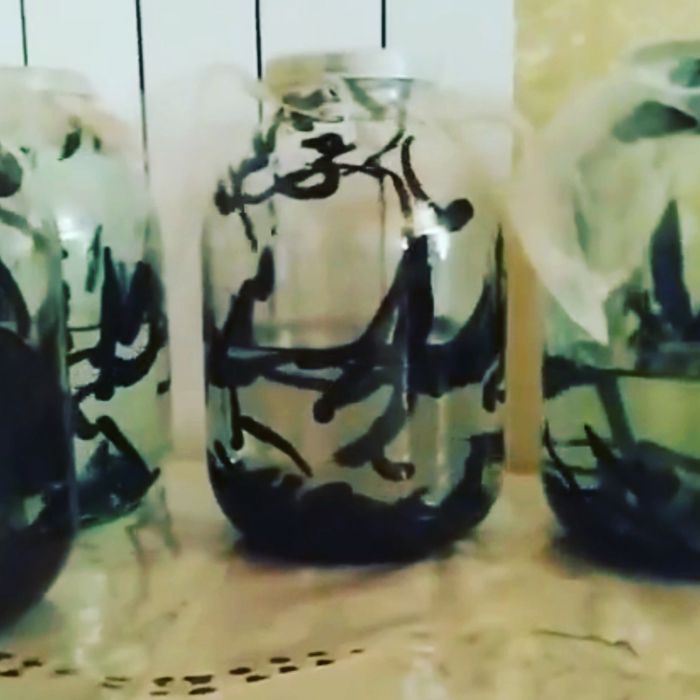 Пиявки васточные и аптечные