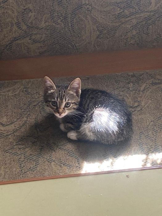Отдам котят в добрые руки, 1 месяц