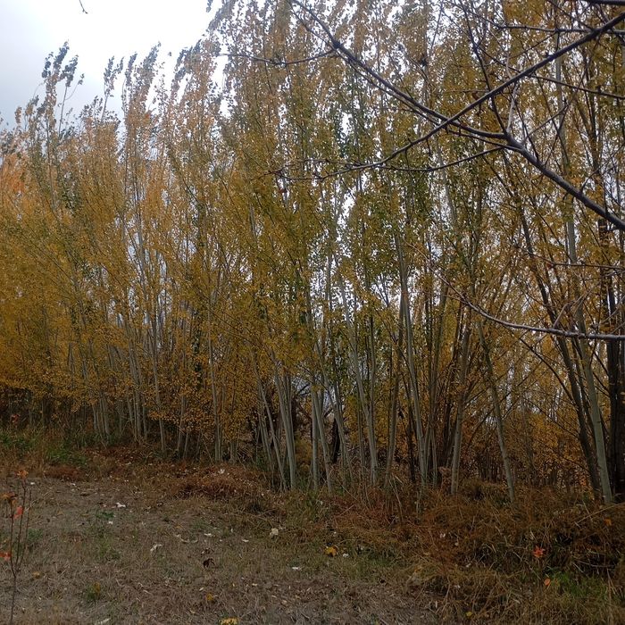 Kuk terak sotiladi strapelalik