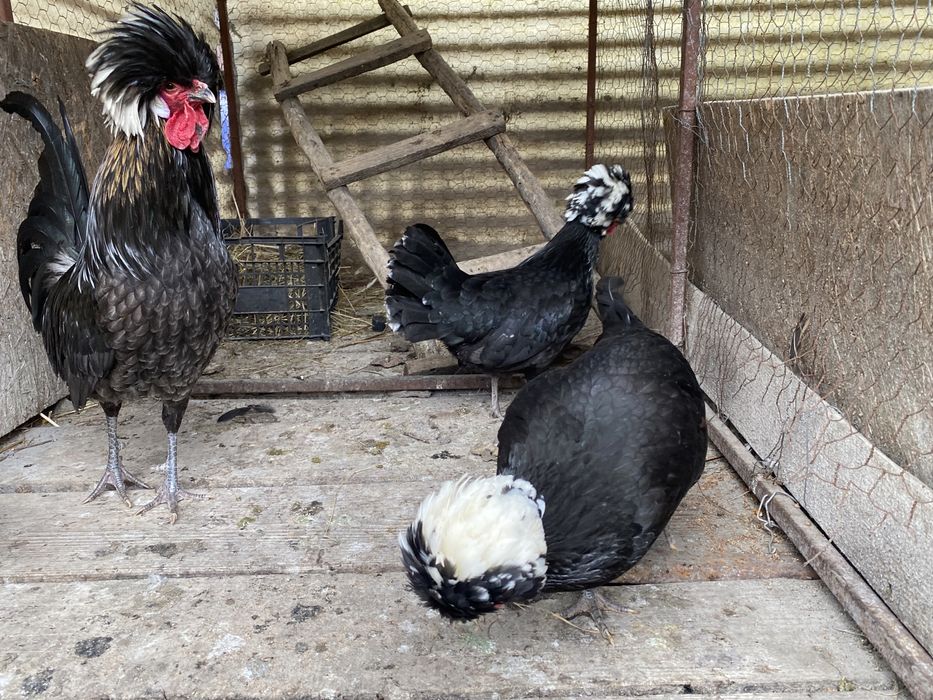Oua de Gaini Australorp Albastru
