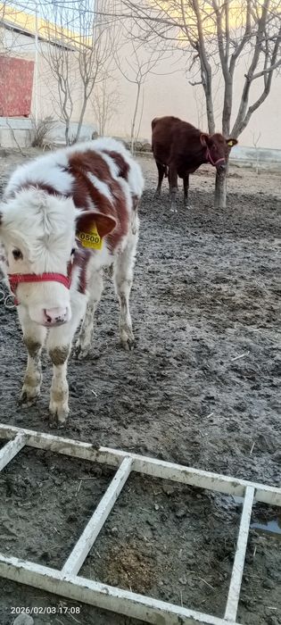 Ona bola sigir sotiladi