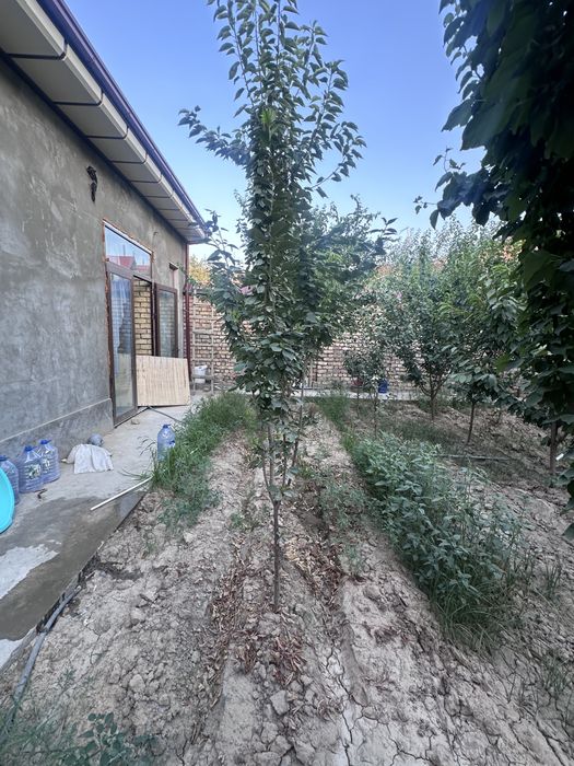 Uch yosh ko’chatlar sotiladi