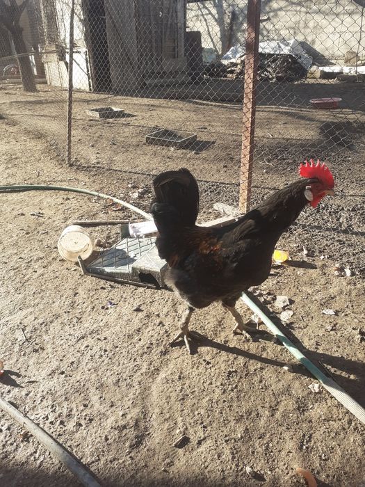 Қораз.Жас қораздар