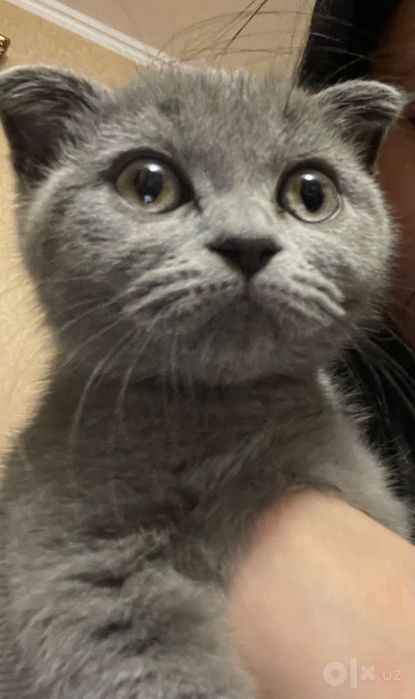 Шотландские котята