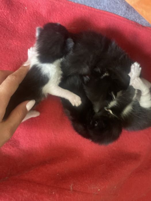 Котята девочки 4