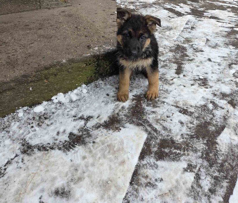 Немска овчарка женска