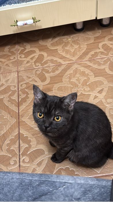 в хорошие руки, пишите на ватсап