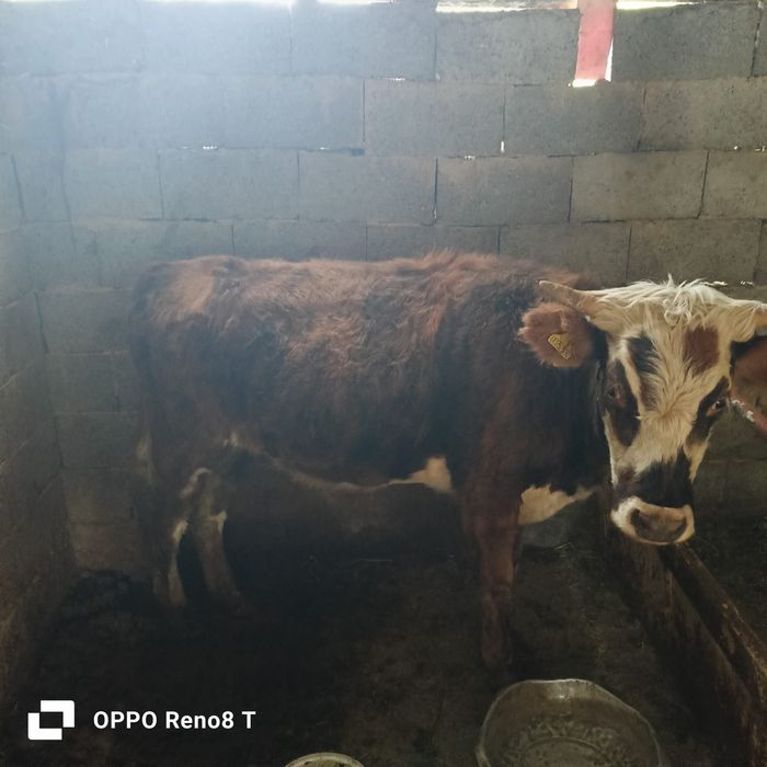 Құнажын сатылады