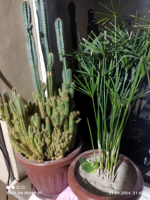 Цветы комнатные разные