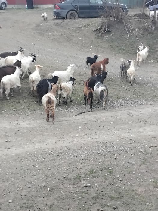 Vând 40 de capre fatate si nefatate 600 lei negociabil