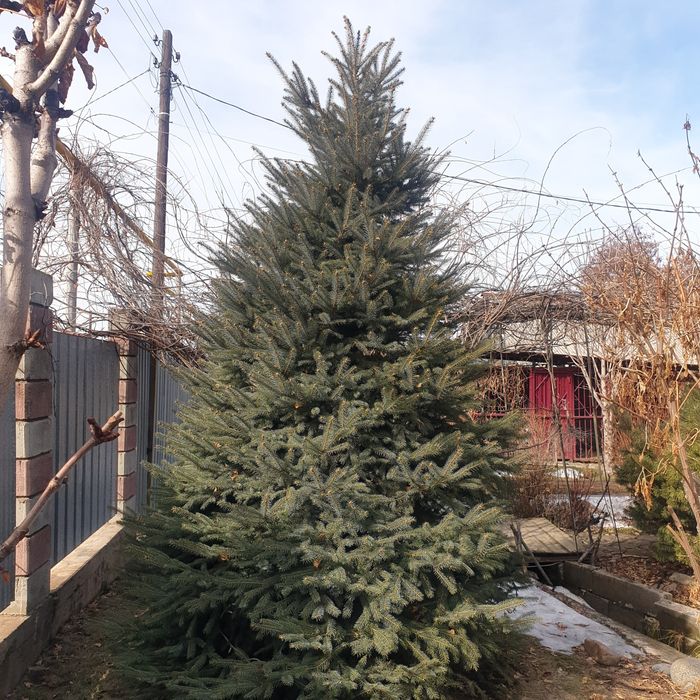 Продам голубую ель