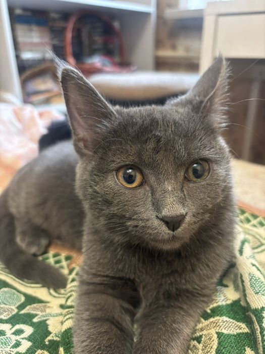 Котенок в добрые руки