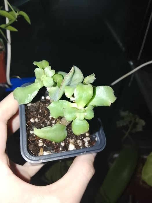 Толстянка кудрявая