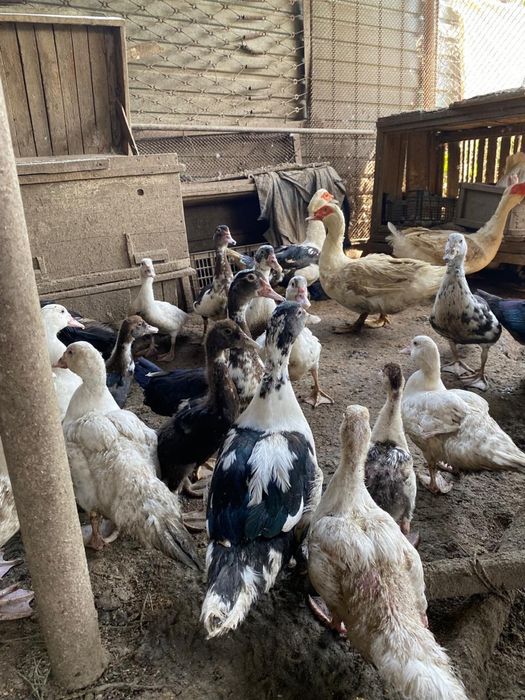 Индо утки продам