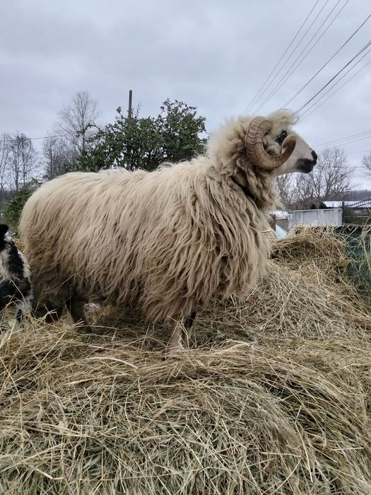 Schimb berbec cu douo oii