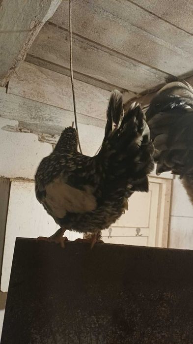 Vând cocosi americani