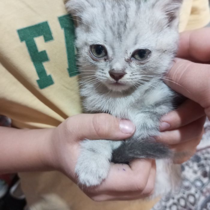 Отдам котят 2 мальчика и 2 девочки