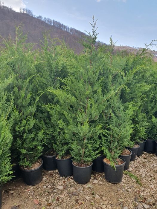 Tuia Leylandii înălțime 1.50m 1.60m