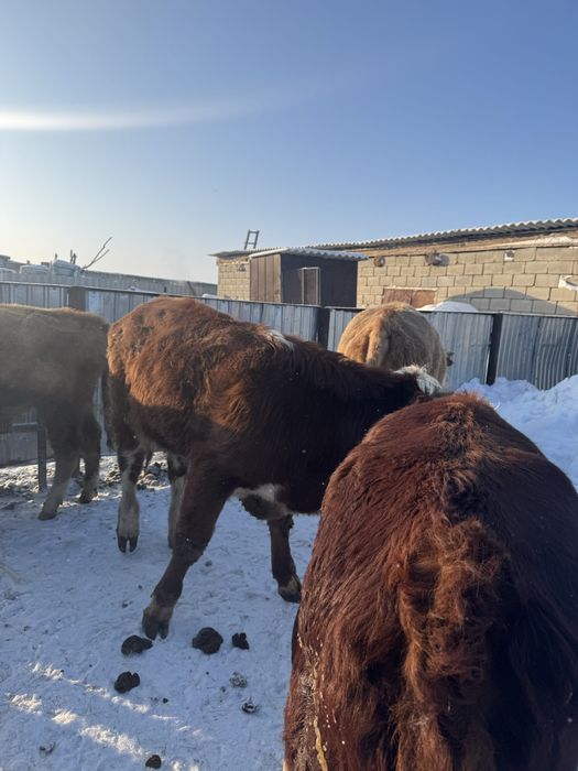 Бұқа 1 жастан асқан. . . . .