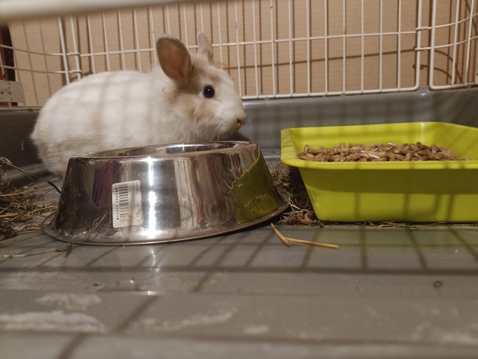 Декоративный кролик