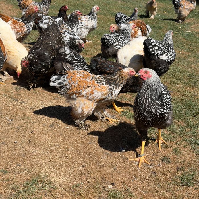Găini şi cocoşi Brahma Porțelan