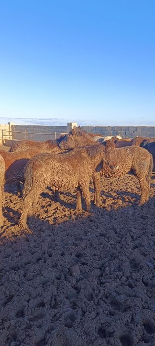 Жылқы еті күнделікті 2500₸ 1кг