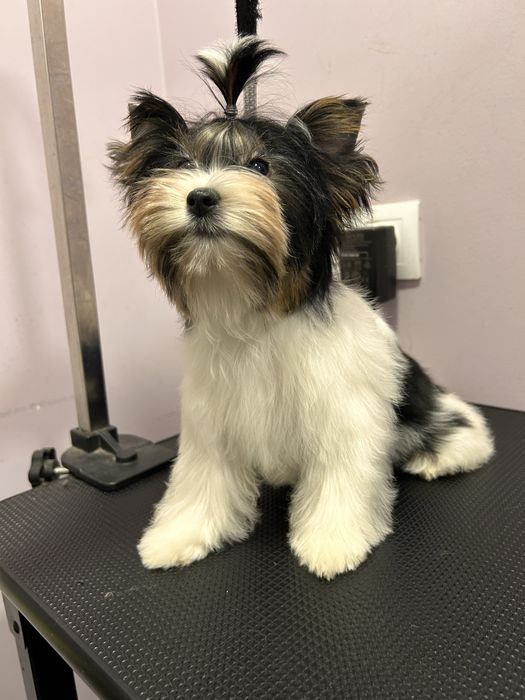Biewer Yorkie/Бивър
